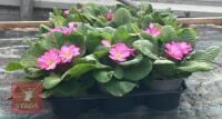 15 WOODLAND DELL PRIMROSE PLANTS - 4