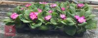 15 WOODLAND DELL PRIMROSE PLANTS - 5