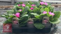 15 WOODLAND DELL PRIMROSE PLANTS - 2