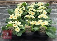 15 PRIMULA VULGARIS PLANTS - 4