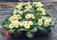 15 PRIMULA VULGARIS PLANTS