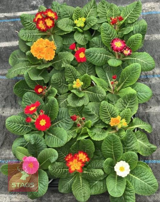 15 MIXED COLOUR POLYANTHUS PLANTS