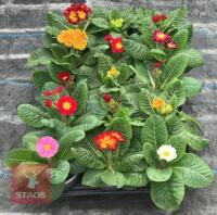 15 MIXED COLOUR POLYANTHUS PLANTS - 2