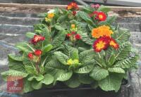 15 MIXED COLOUR POLYANTHUS PLANTS - 5