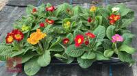 15 MIXED COLOUR POLYANTHUS PLANTS - 4