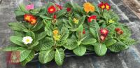 15 MIXED COLOUR POLYANTHUS PLANTS - 3