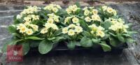 15 PRIMULA VULGARIS PLANTS - 3