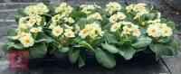 15 PRIMULA VULGARIS PLANTS - 5