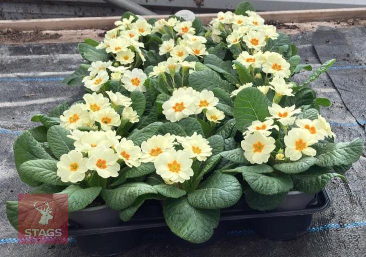 15 PRIMULA VULGARIS PLANTS