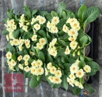 15 PRIMULA VULGARIS PLANTS - 2
