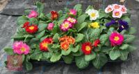 15 MIXED COLOUR PRIMROSE PLANTS - 3