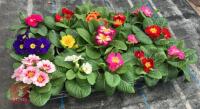 15 MIXED COLOUR PRIMROSE PLANTS - 4