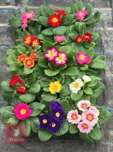 15 MIXED COLOUR PRIMROSE PLANTS