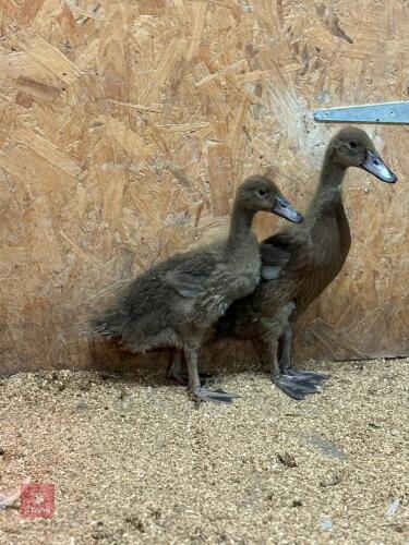 3 KHAKI CAMPBELL DUCKLINGS - BIDS FOR THE GROUP