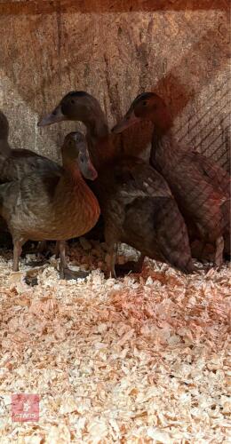 PAIR OF KHAKI CAMPBELL DUCKS - BIDS PER LIFE