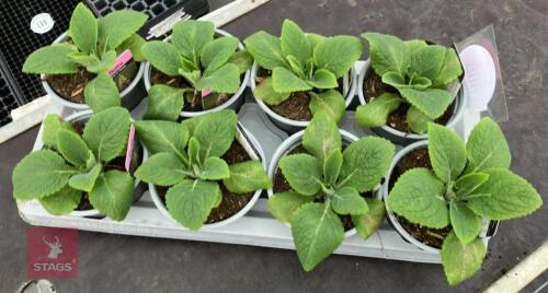 8 DIGITALIS FOXGLOVE WARM ROSE PLANTS