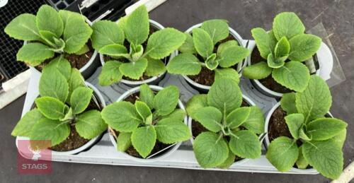 8 DIGITALIS FOXGLOVE CREAM PLANTS