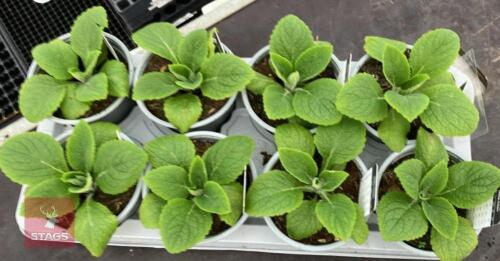 8 DIGITALIS FOXGLOVE CREAM PLANTS