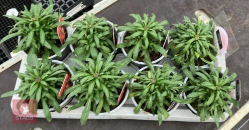 8 ERYSIMUM WALLFLOWER FIRE PLANTS