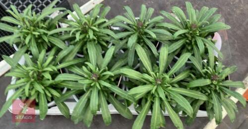 8 ERYSIMUM WALLFLOWER SUNSET PLANTS