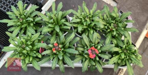 8 ERYSIMUM WALLFLOWER MAGENTA PLANTS