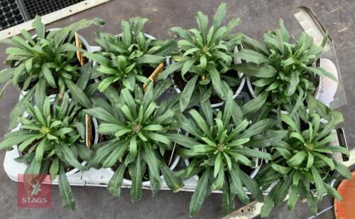 8 ERYSIMUM WALLFLOWER YELLOW PLANTS