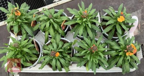 8 ERYSIMUM WALLFLOWER ORANGE PLANTS