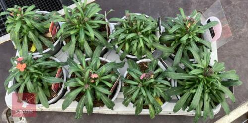 8 ERYSIMUM WALLFLOWER SUNSET PLANTS