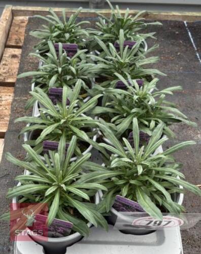 8 ERYSIMUM WALLFLOWER LILAC PLANTS