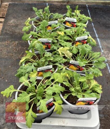 8 PAPAVAR POPPY PULCHINELLA PLANTS