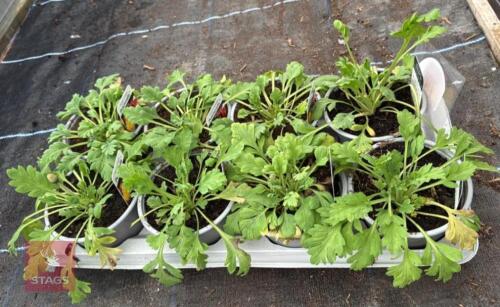 8 PAPAVAR POPPY PULCHINELLA PLANTS