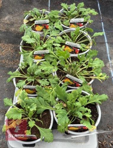 8 PAPAVAR POPPY PULCHINELLA PLANTS