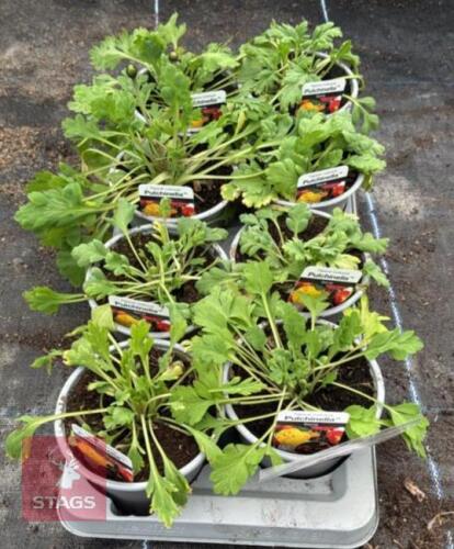 8 PAPAVAR POPPY PULCHINELLA PLANTS