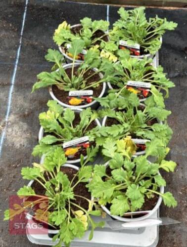 8 PAPAVAR POPPY PULCHINELLA PLANTS