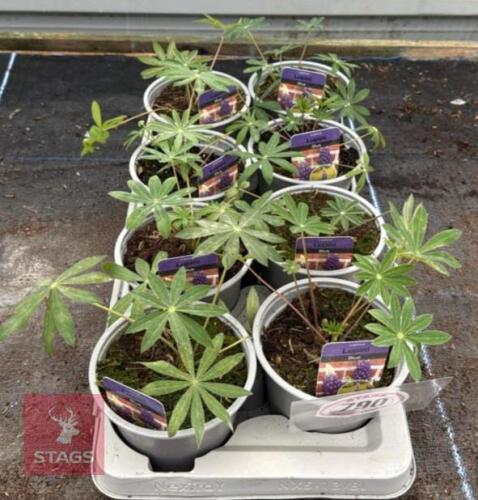 8 LUPINUS LUPINI BLUE PLANTS