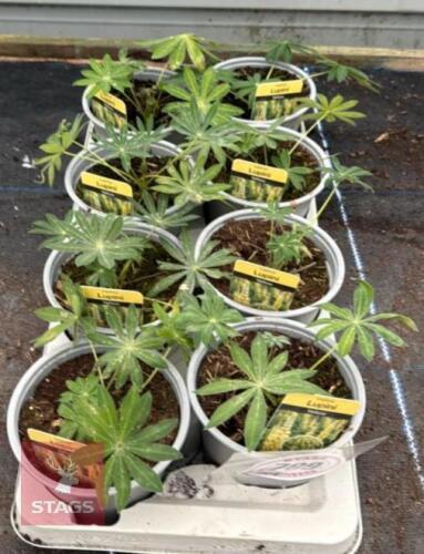 8 LUPINUS CAMELOT YELLOW PLANTS