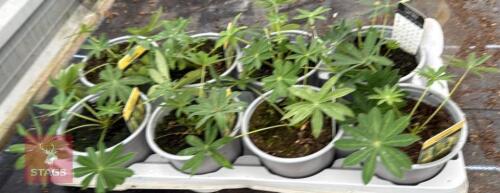 8 LUPINUS CAMELOT YELLOW PLANTS