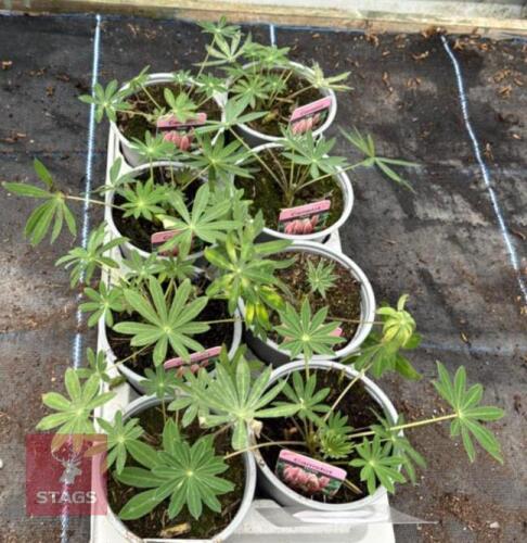 8 LUPINUS CAMELOT ROSE PLANTS