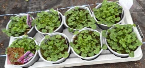 8 CAMPANULA CLOCKWISE BLUE PLANTS