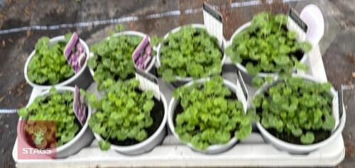 8 CAMPANULA CLOCKWISE BLUE PLANTS