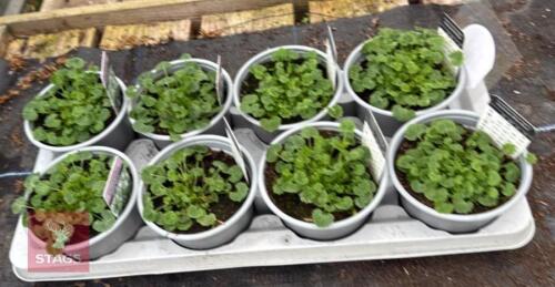 8 CAMPANULA CLOCKWISE PLANTS