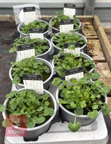 8 CAMPANULA PRISTAR WHITE PLANTS
