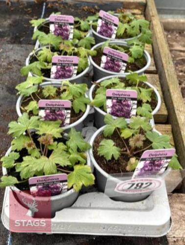 8 DELPHINIUM PINK WHITE BEE PLANTS
