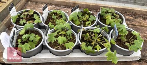 8 MIXED DELPHINIUM PLANTS