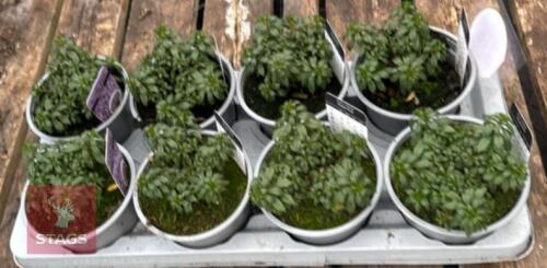 8 IBERIS ARIELLE PINK PLANTS