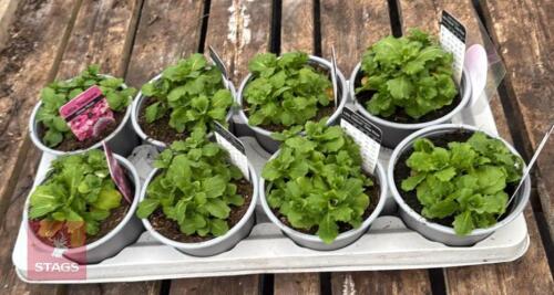 A ARABIS LITTLE TREASURE PLANTS