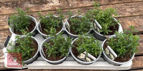 8 ARENARIA BLIZZARD COMPACT PLANTS