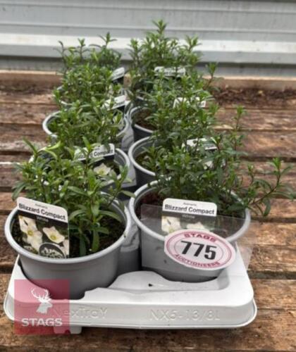 8 ARENARIA BLIZZARD COMPACT PLANTS