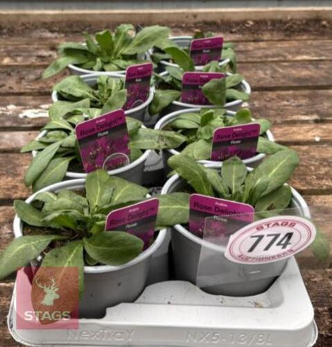 8 ARABIS ROSE DELIGHT PLANTS
