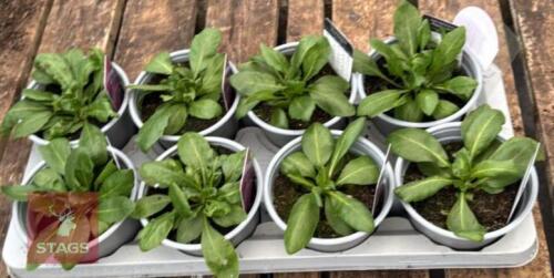 8 ARABIS ROSE DELIGHT PLANTS